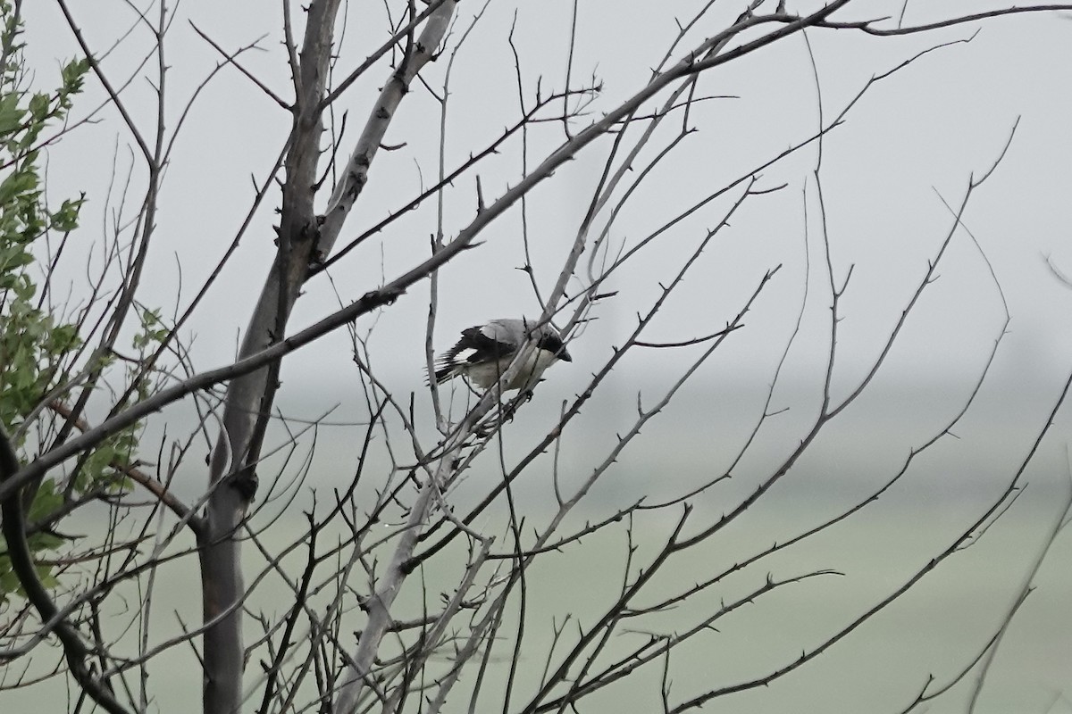 Lesser Gray Shrike - ML620294407