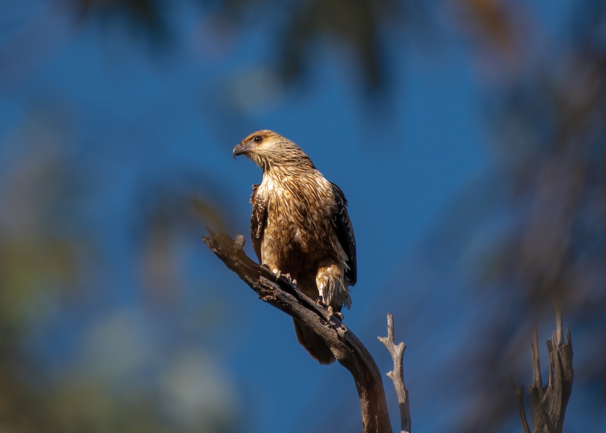 Whistling Kite - Jonathan Tickner