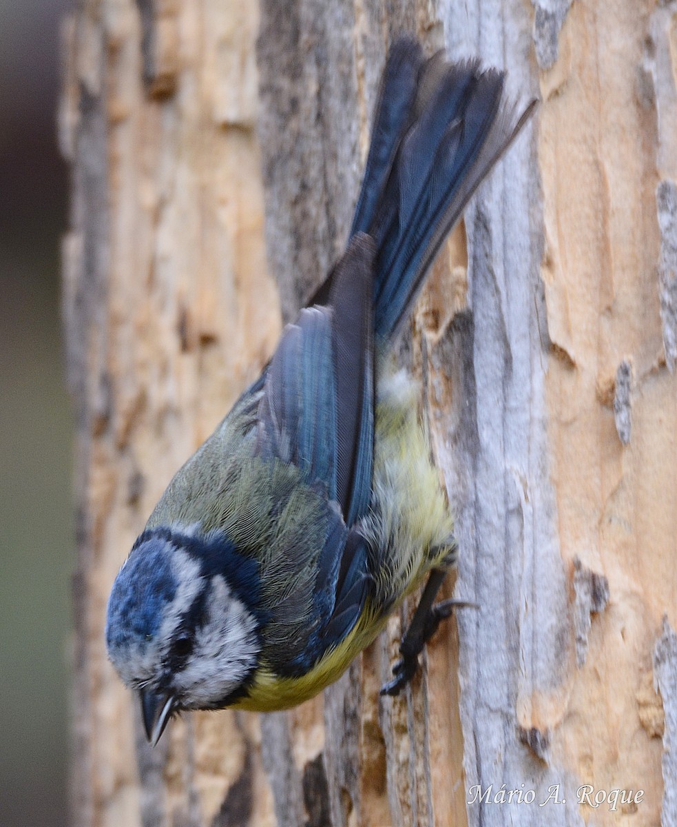 Eurasian Blue Tit - ML620294410