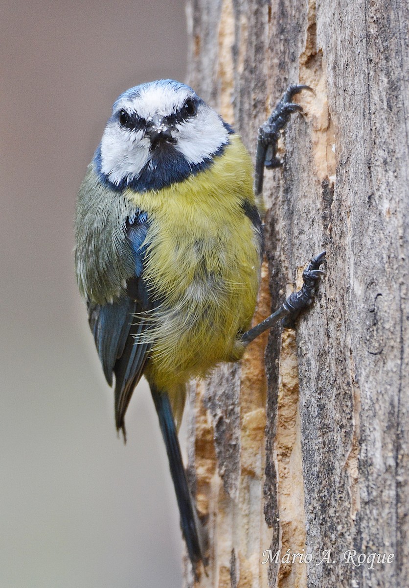 Eurasian Blue Tit - ML620294411