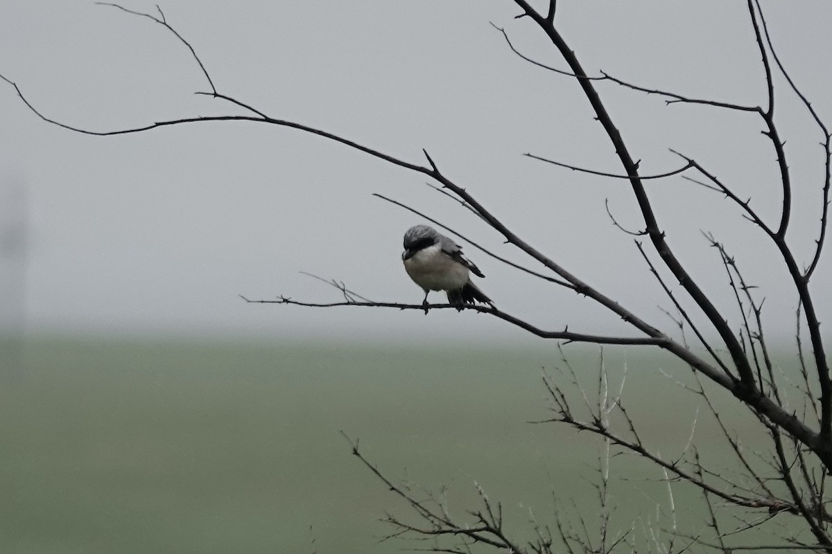 Lesser Gray Shrike - ML620294412