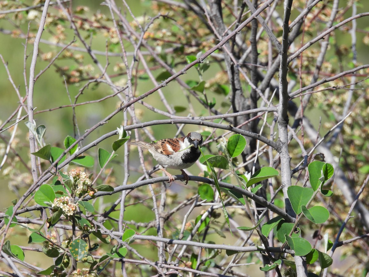 Moineau domestique - ML620294413