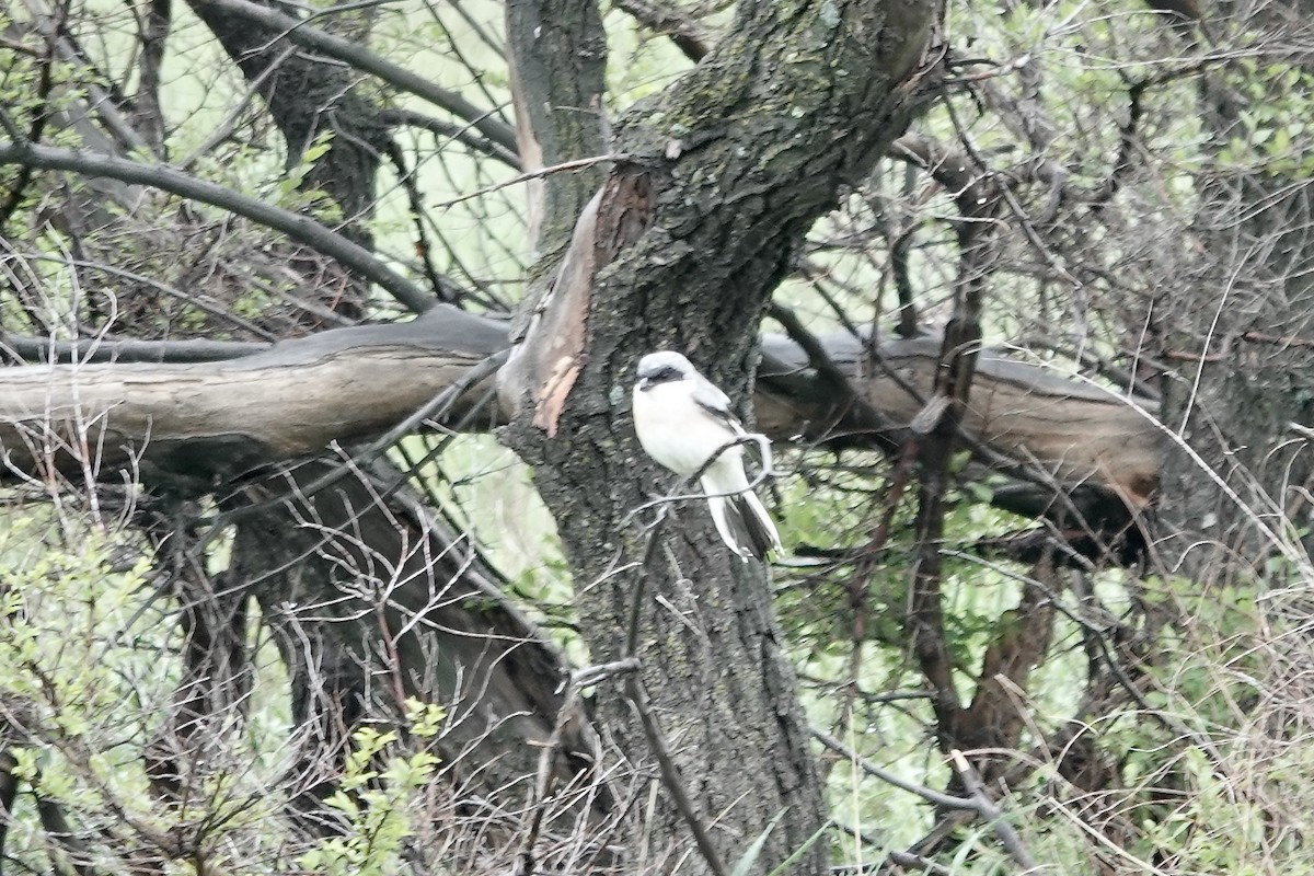 Lesser Gray Shrike - ML620294418