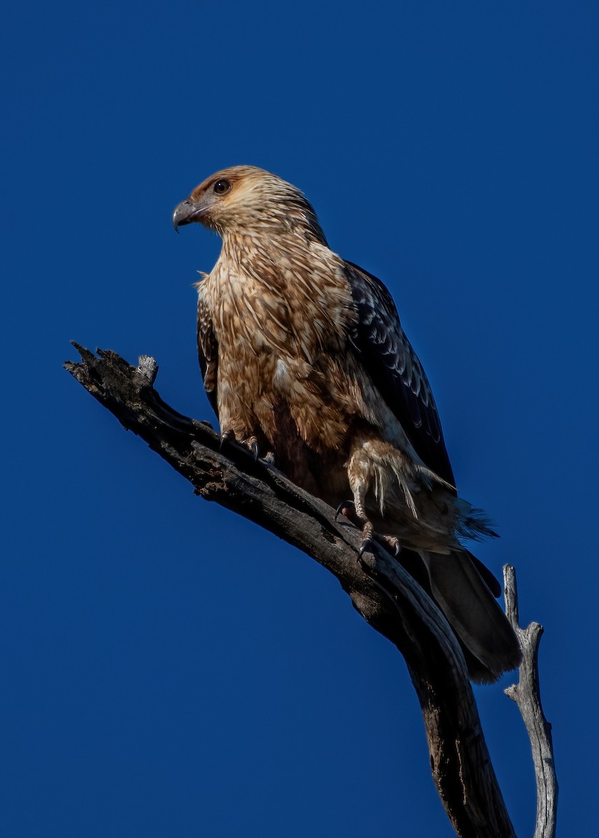 Whistling Kite - ML620294419