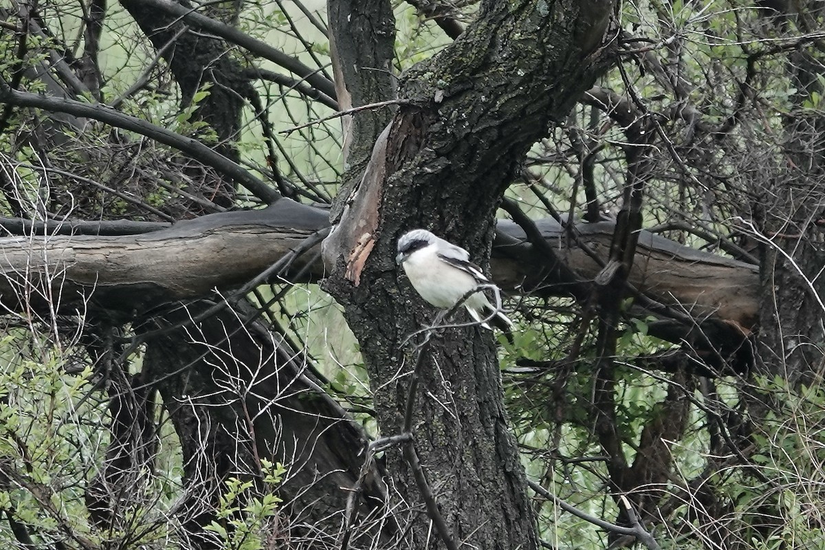 Lesser Gray Shrike - ML620294422