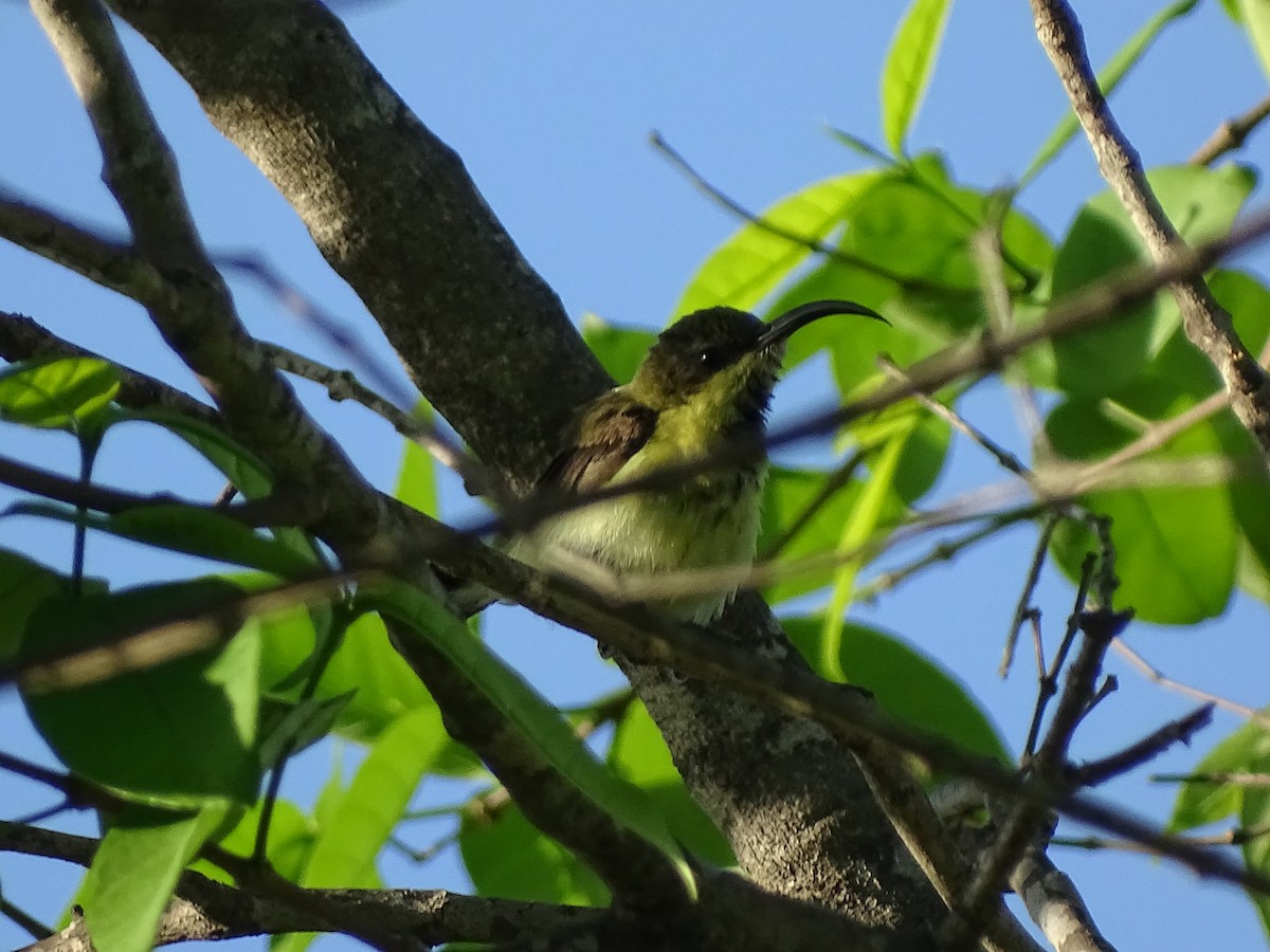 クリムネタイヨウチョウ - ML620294423