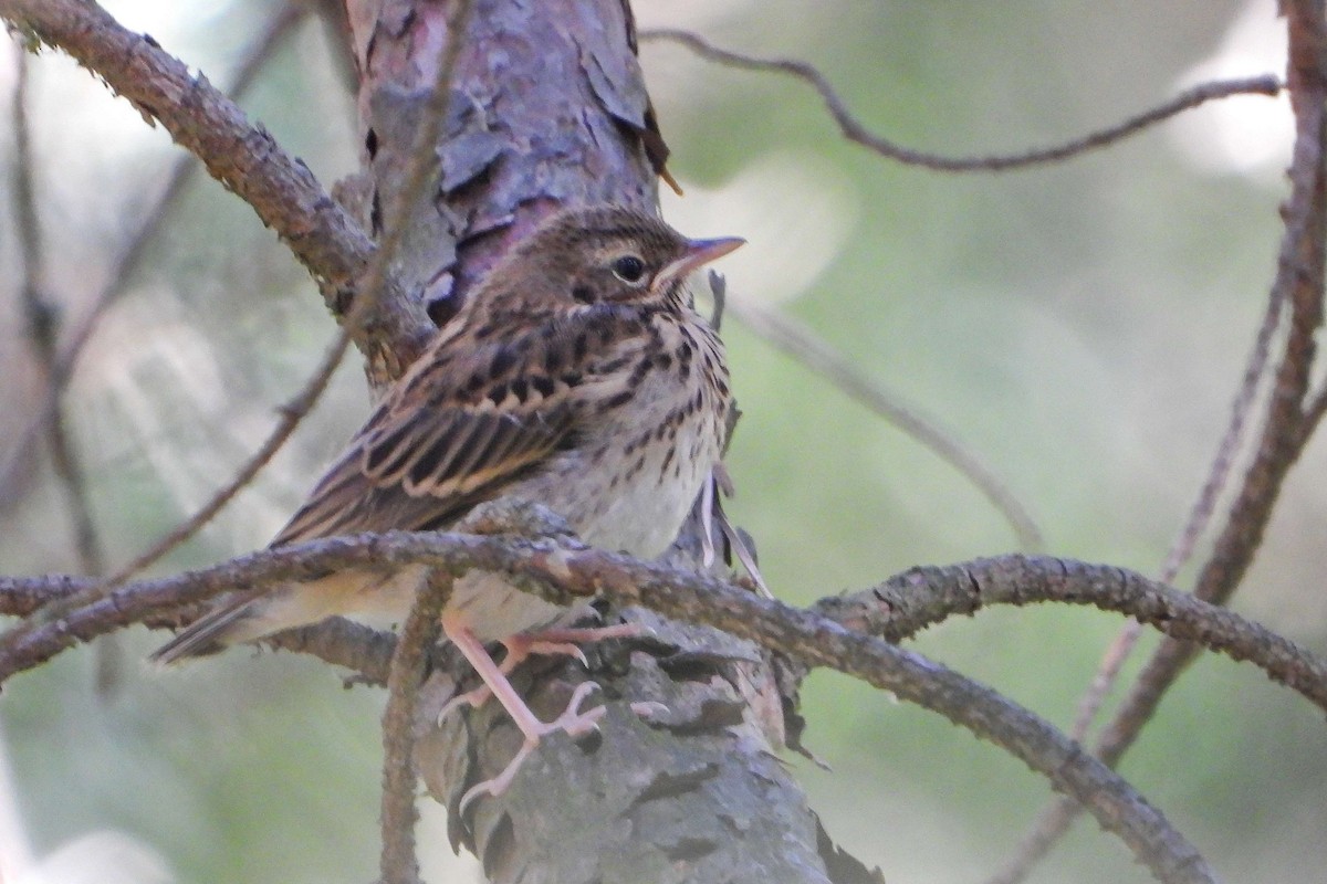 Tree Pipit - ML620294431