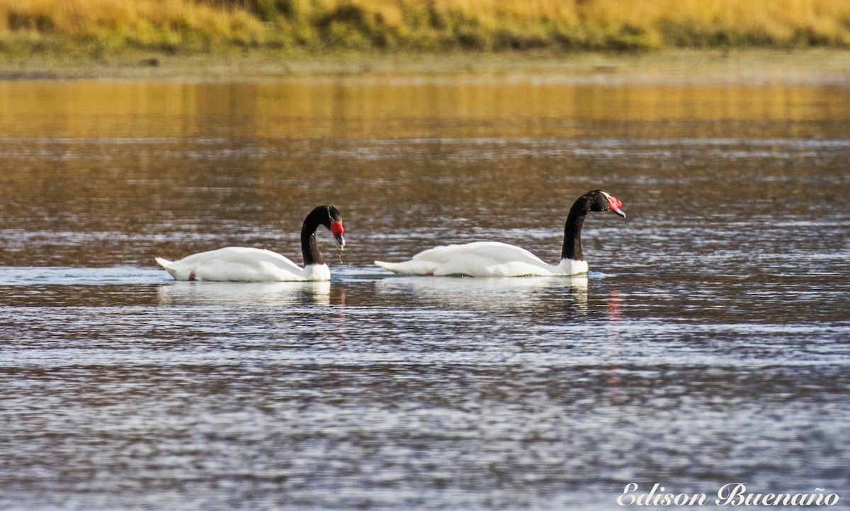 Cygne à cou noir - ML620294432