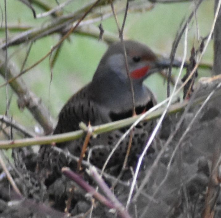 Northern Flicker (Red-shafted) - ML620294455