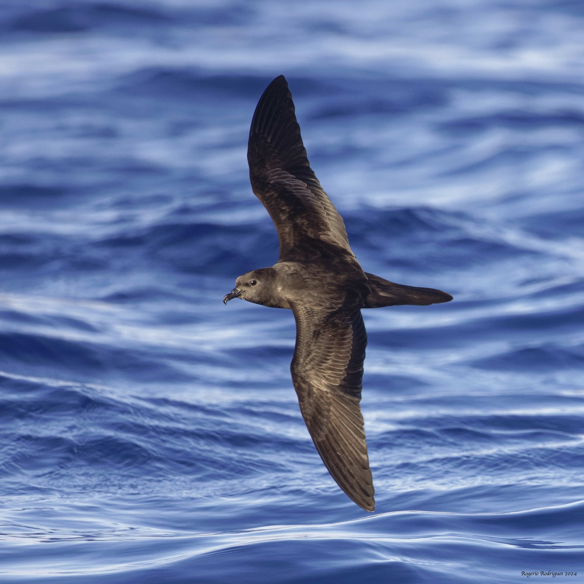 Bulwer's Petrel - ML620294457