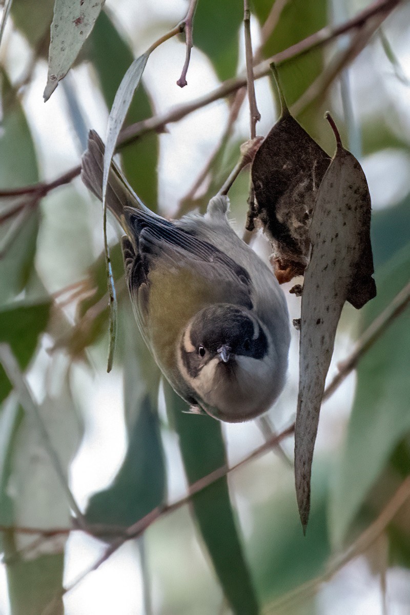 Brown-headed Honeyeater - ML620294460