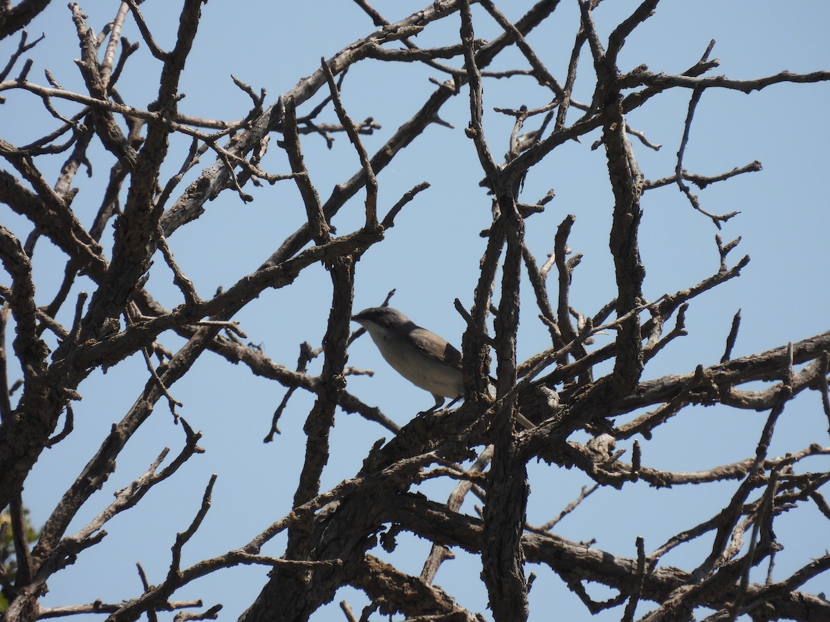 Eastern Orphean Warbler - ML620294462