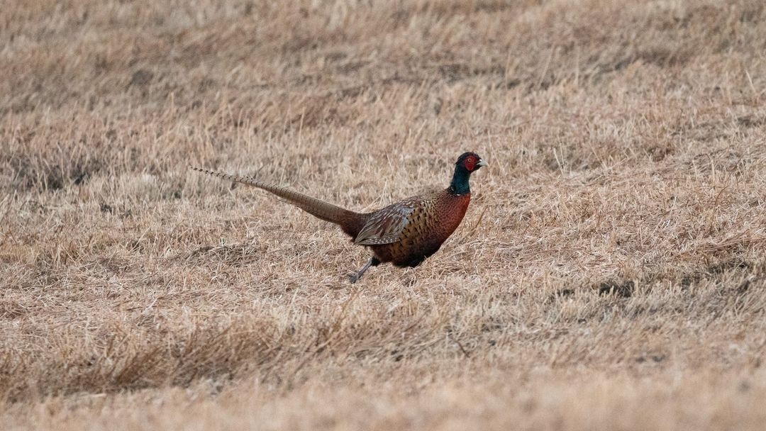 Ring-necked Pheasant - ML620294463