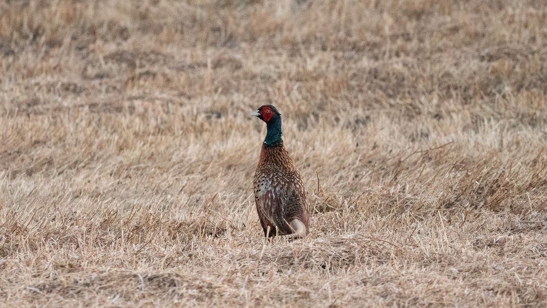 Ring-necked Pheasant - ML620294464