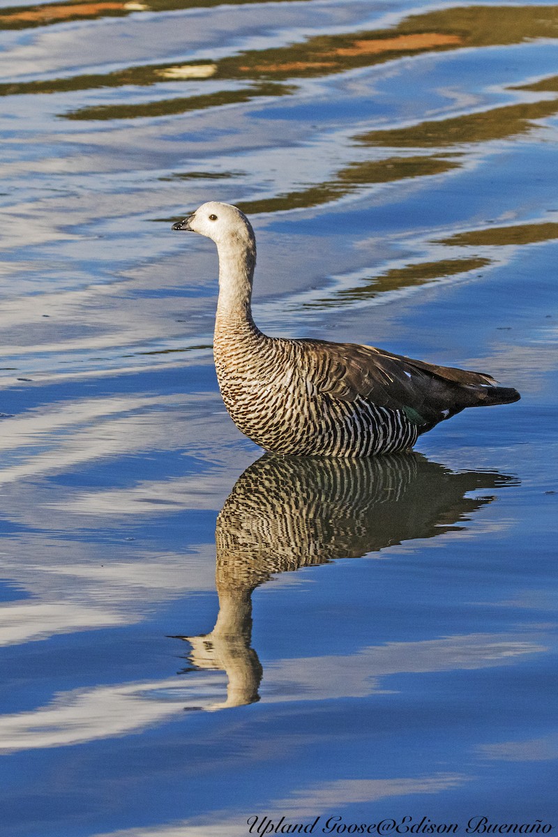 Upland Goose (Bar-breasted) - ML620294470