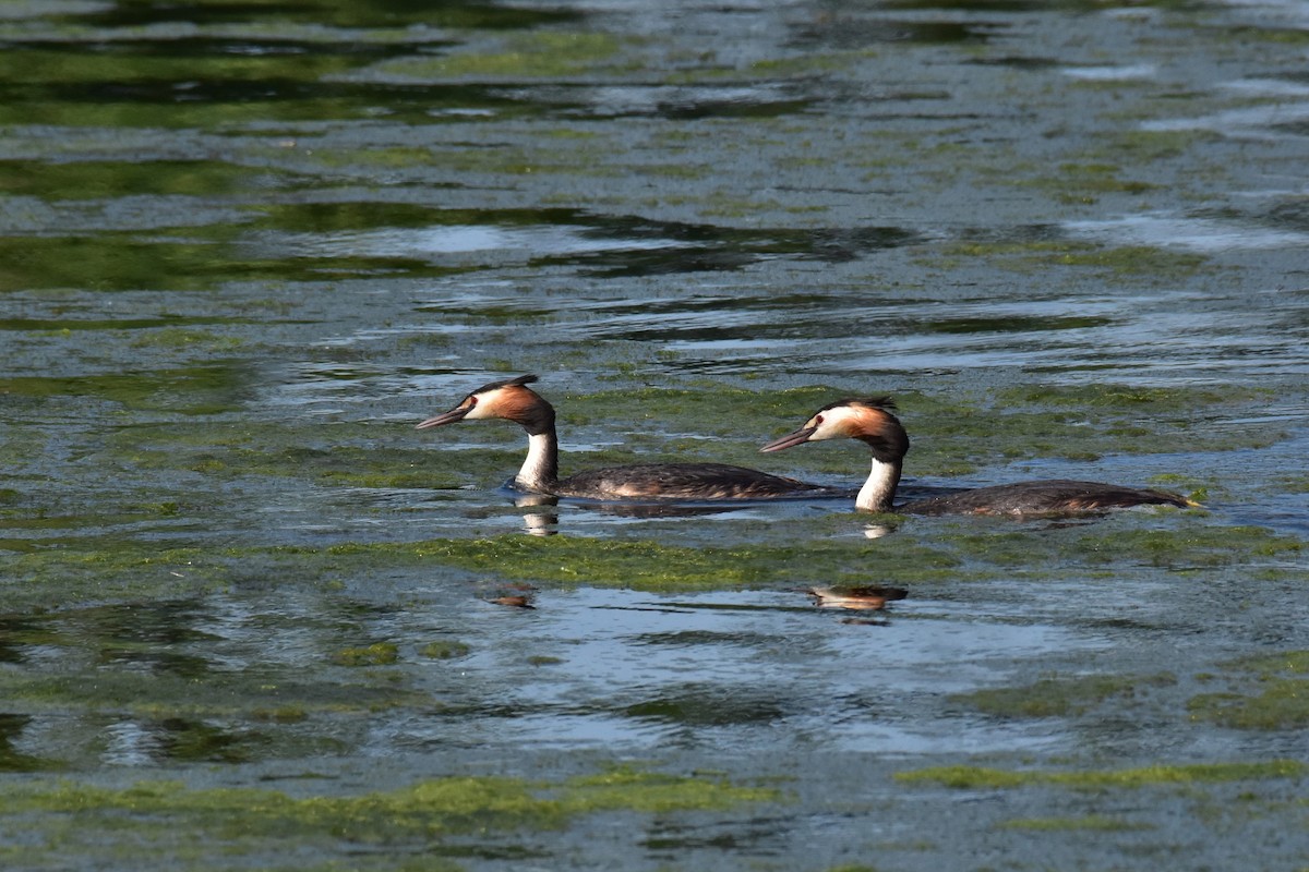 Great Crested Grebe - ML620294476