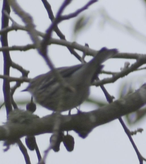 Yellow-rumped Warbler - ML620294477