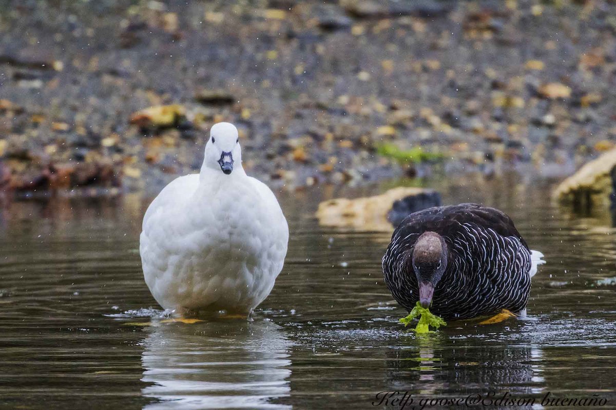 Kelp Goose - ML620294478