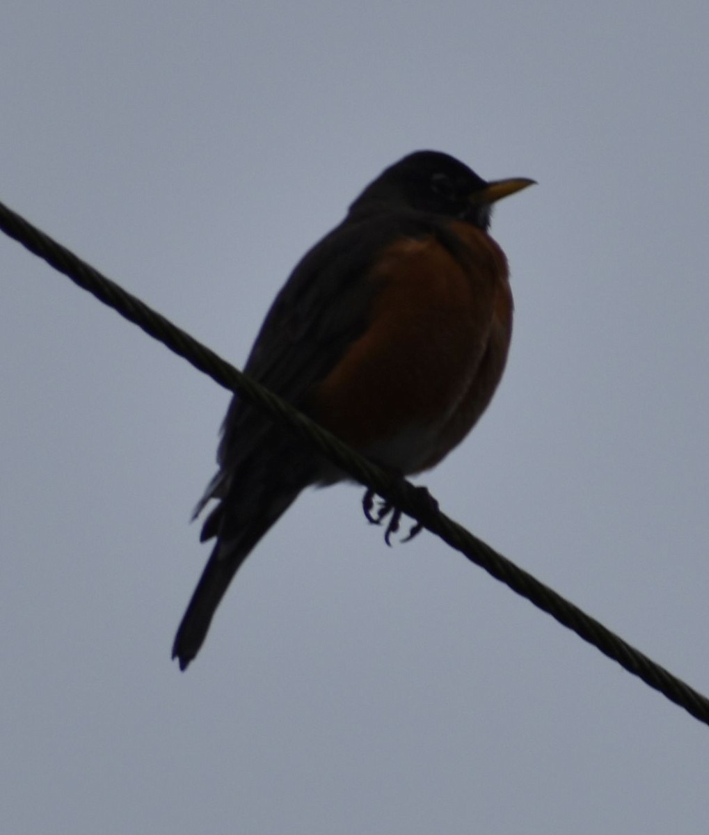 American Robin - ML620294484