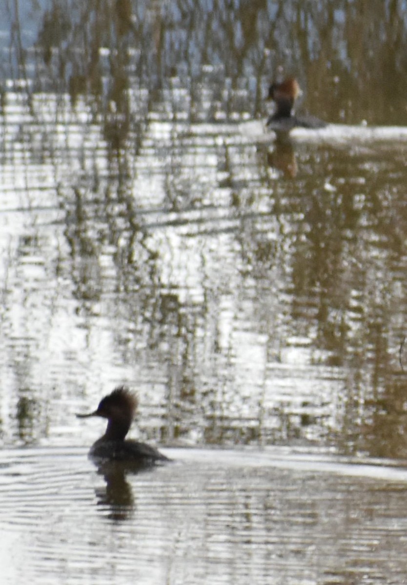 Hooded Merganser - ML620294486