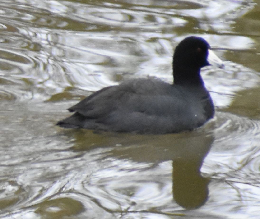 American Coot - Sally Anderson