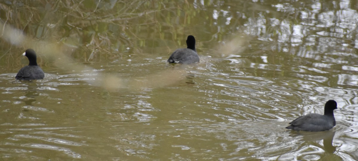 American Coot - Sally Anderson