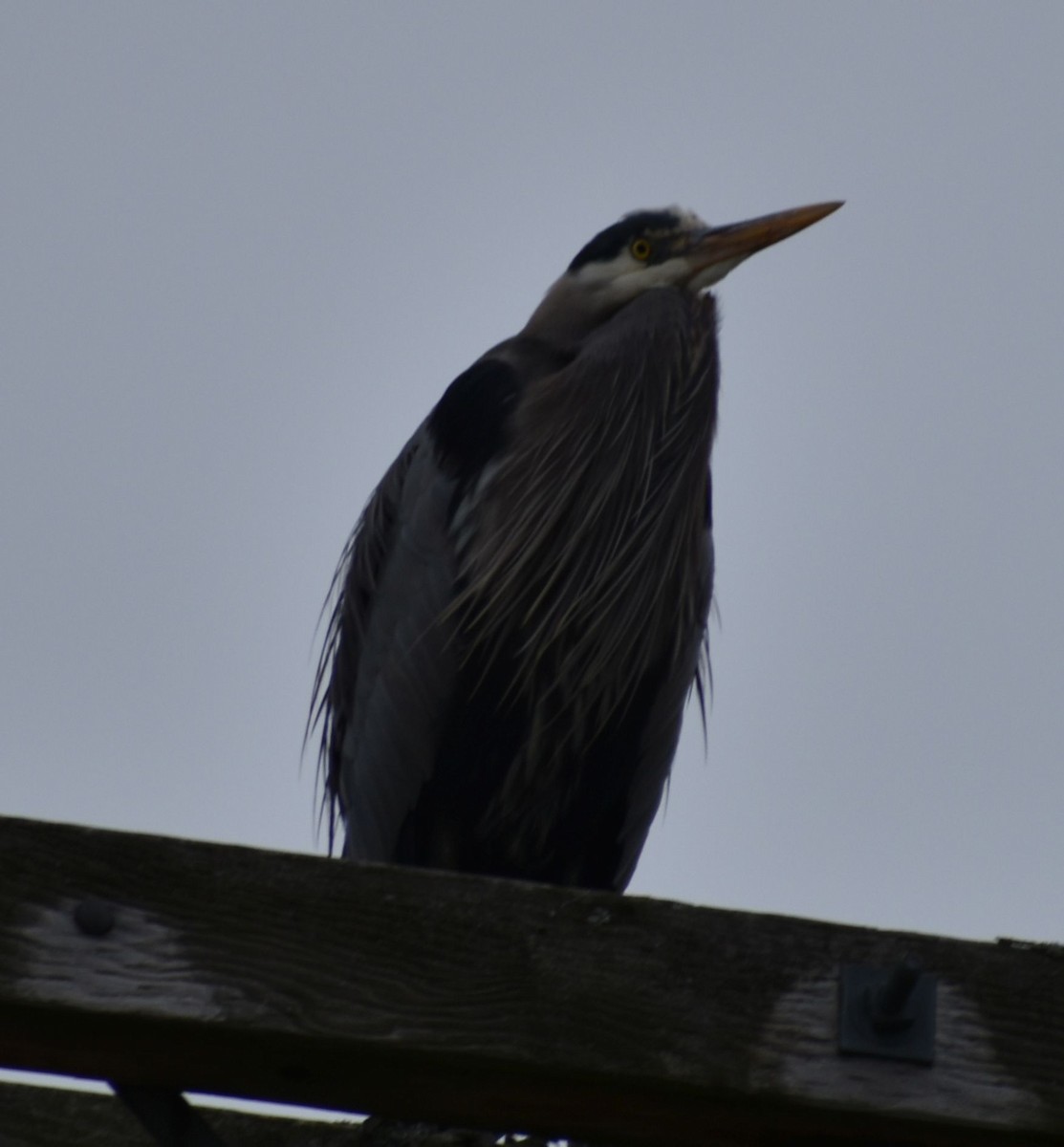 Great Blue Heron - ML620294491