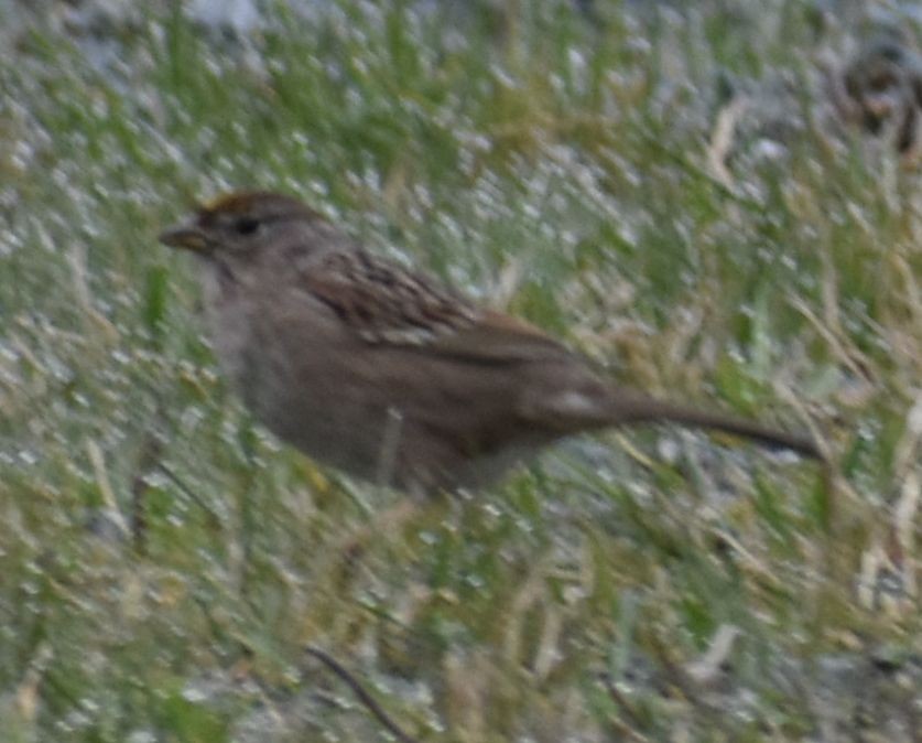 Golden-crowned Sparrow - ML620294492