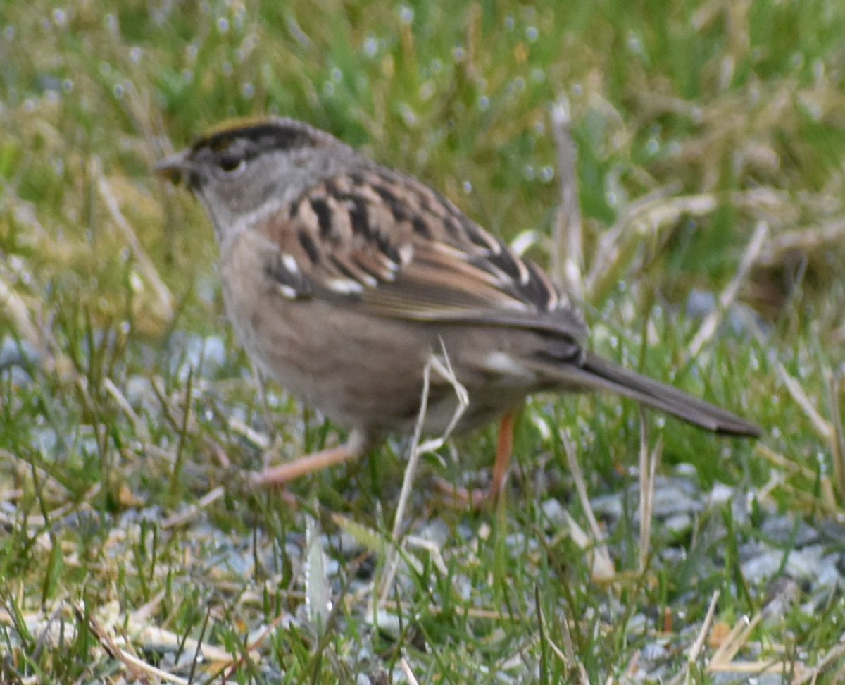 Golden-crowned Sparrow - ML620294493