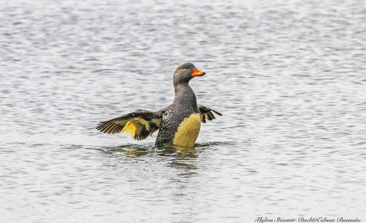 Flightless Steamer-Duck - ML620294500