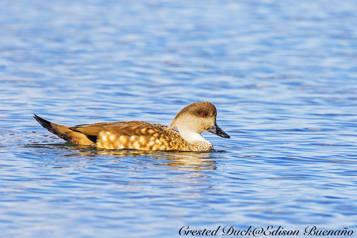 Crested Duck - ML620294502