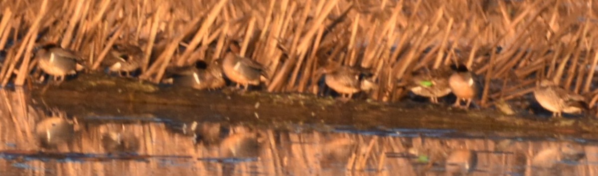 Green-winged Teal - ML620294505