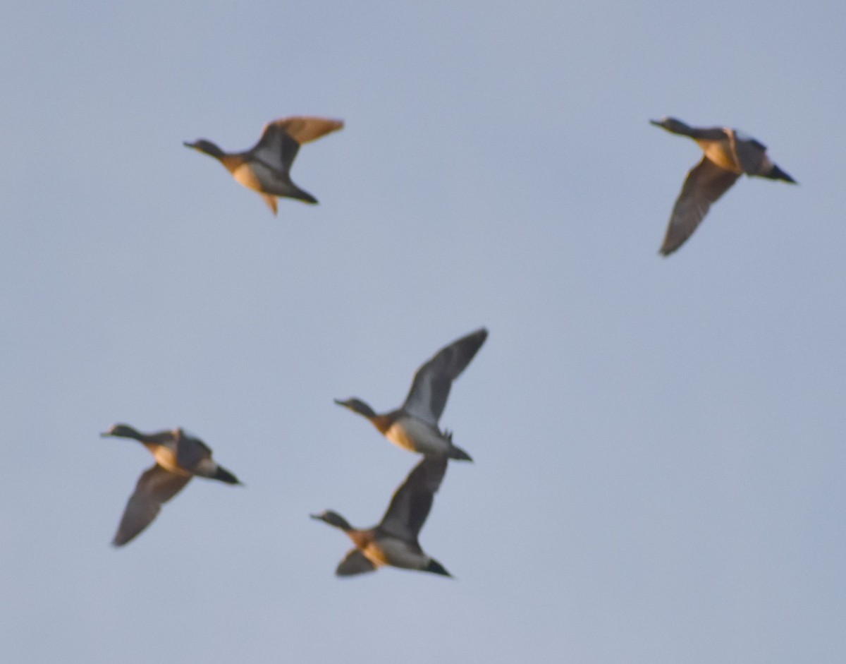 American Wigeon - ML620294509