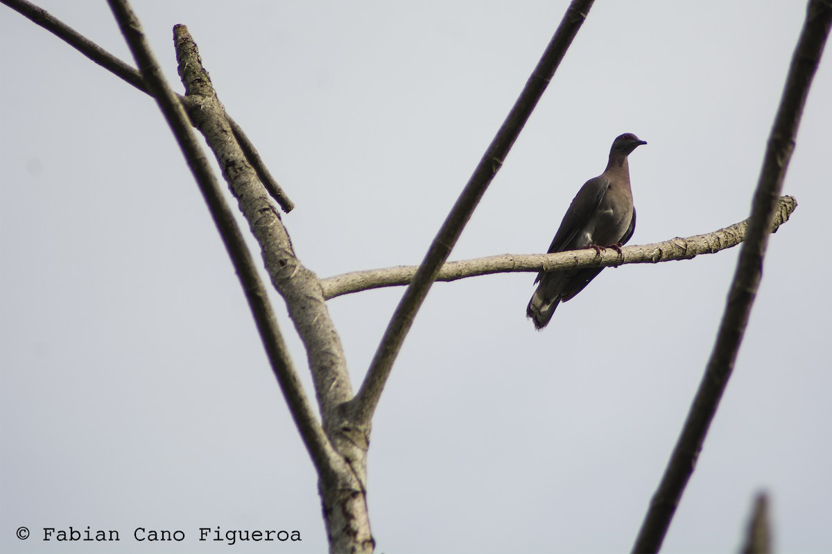 Pale-vented Pigeon - Fabian Cano IG @birdink.travel
