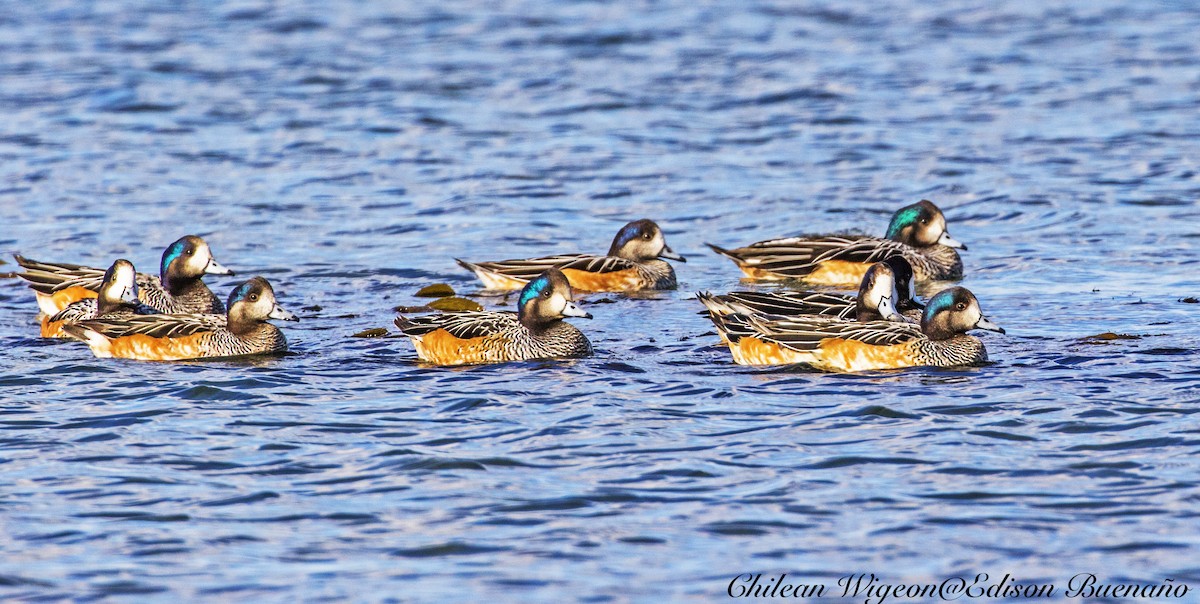 Canard de Chiloé - ML620294512