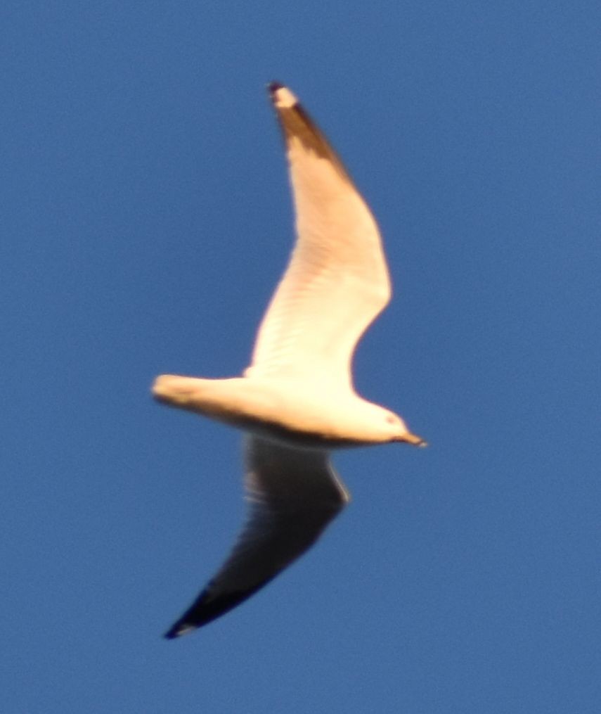 Ring-billed Gull - ML620294513