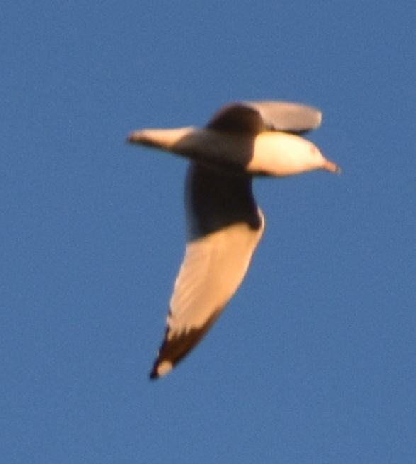 Ring-billed Gull - ML620294514