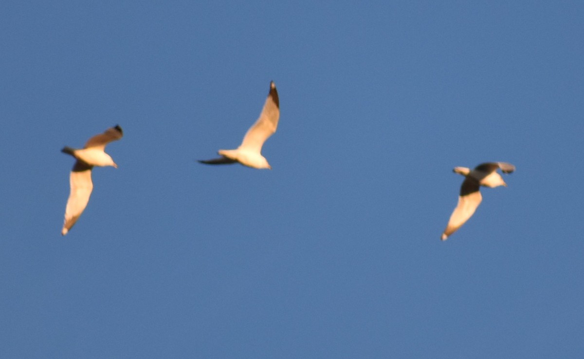 Ring-billed Gull - ML620294515