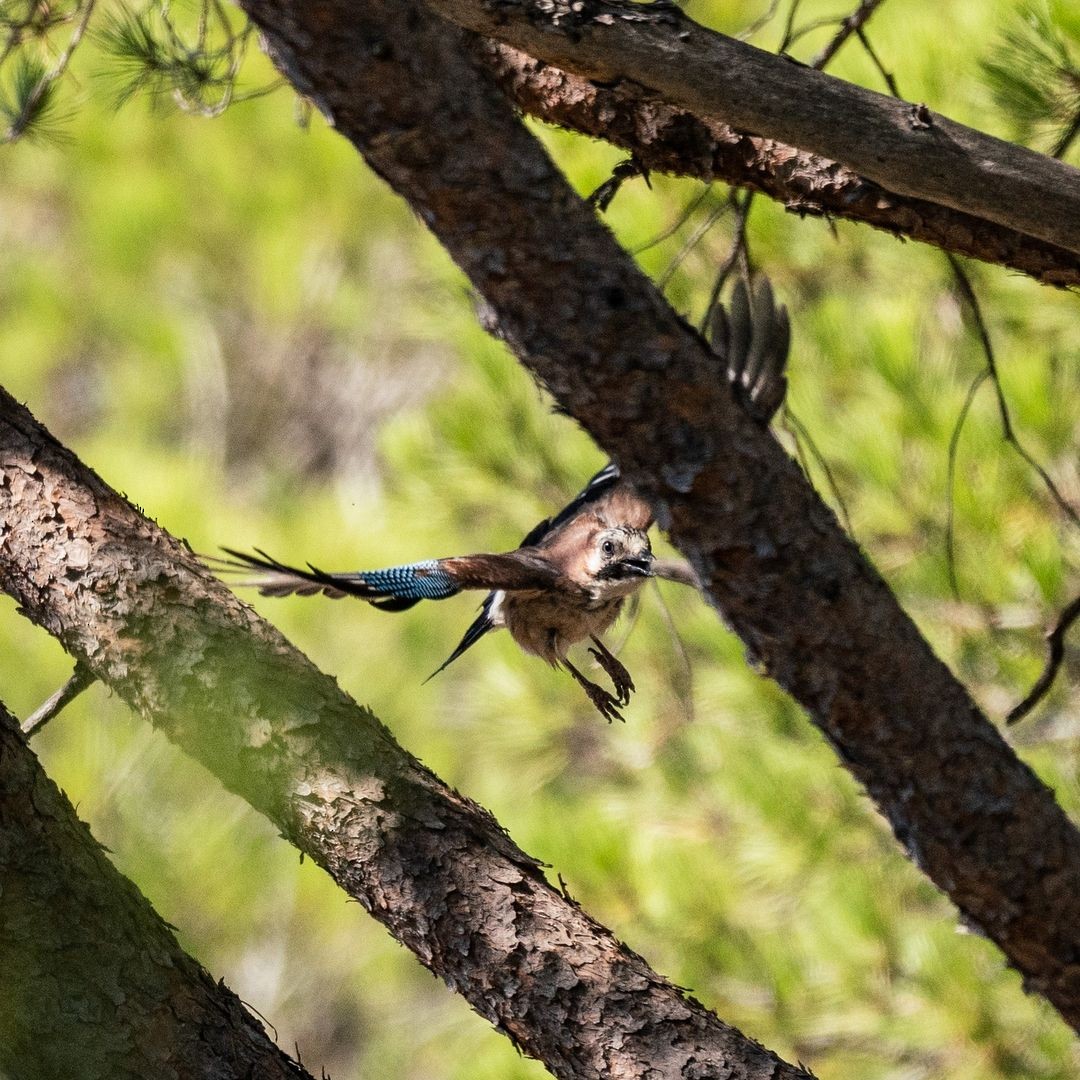 Eurasian Jay - ML620294516