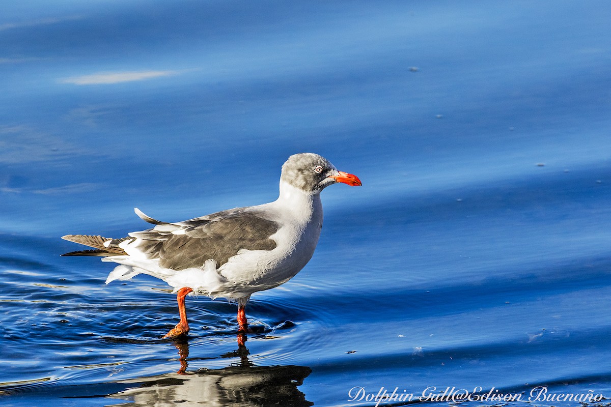 Dolphin Gull - ML620294523