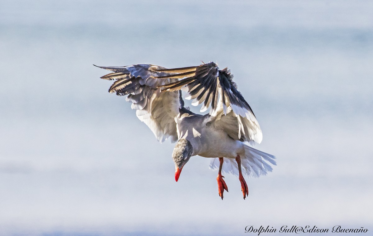 Dolphin Gull - ML620294526