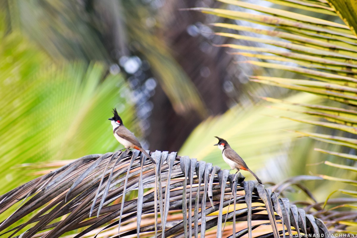 Red-whiskered Bulbul - ML620294532