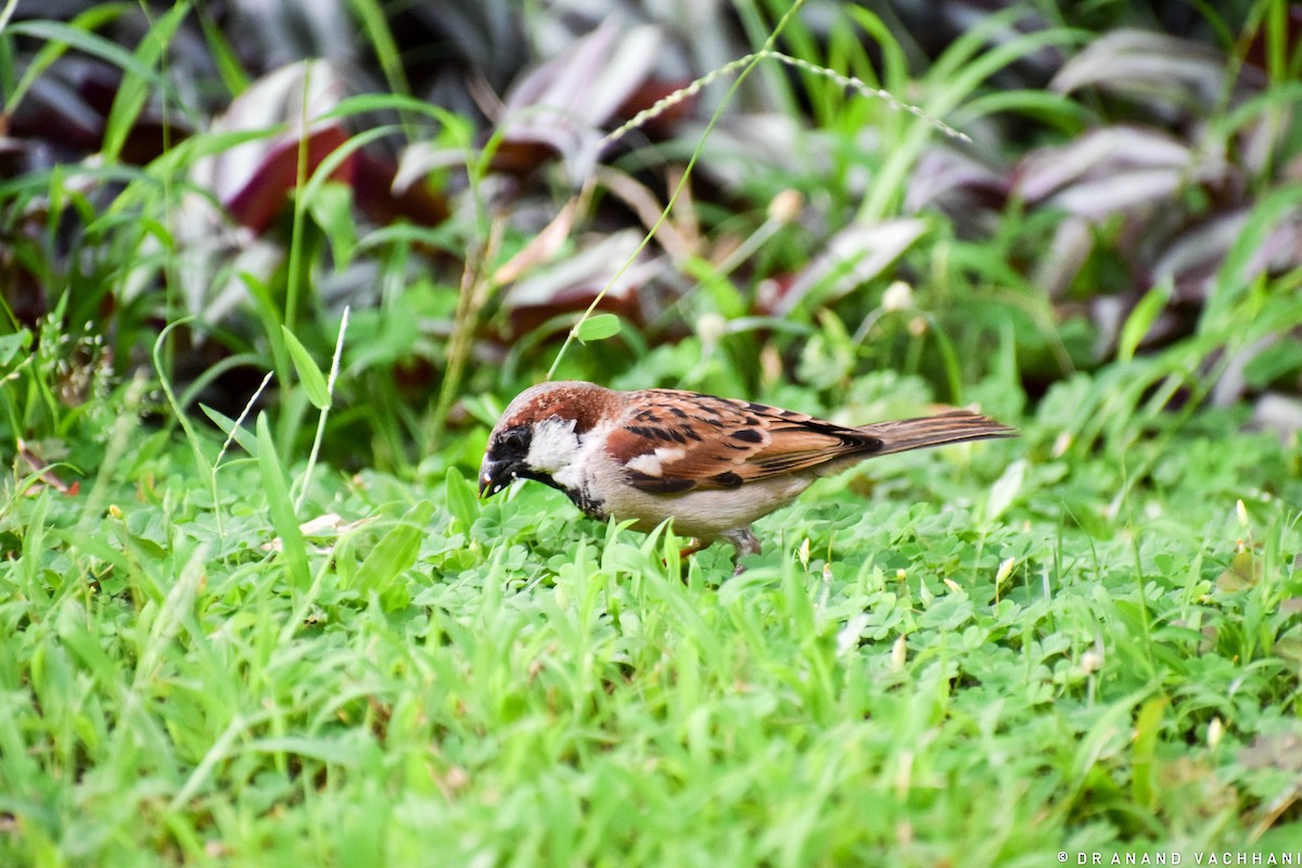 House Sparrow - ML620294538