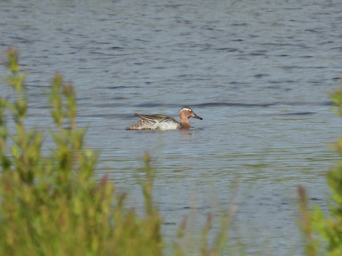 Garganey - ML620294539