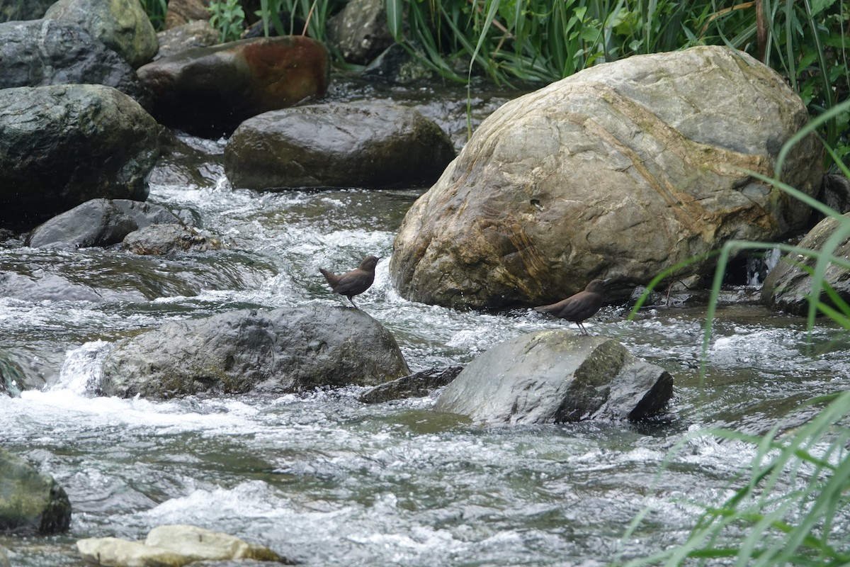 Brown Dipper - ML620294543