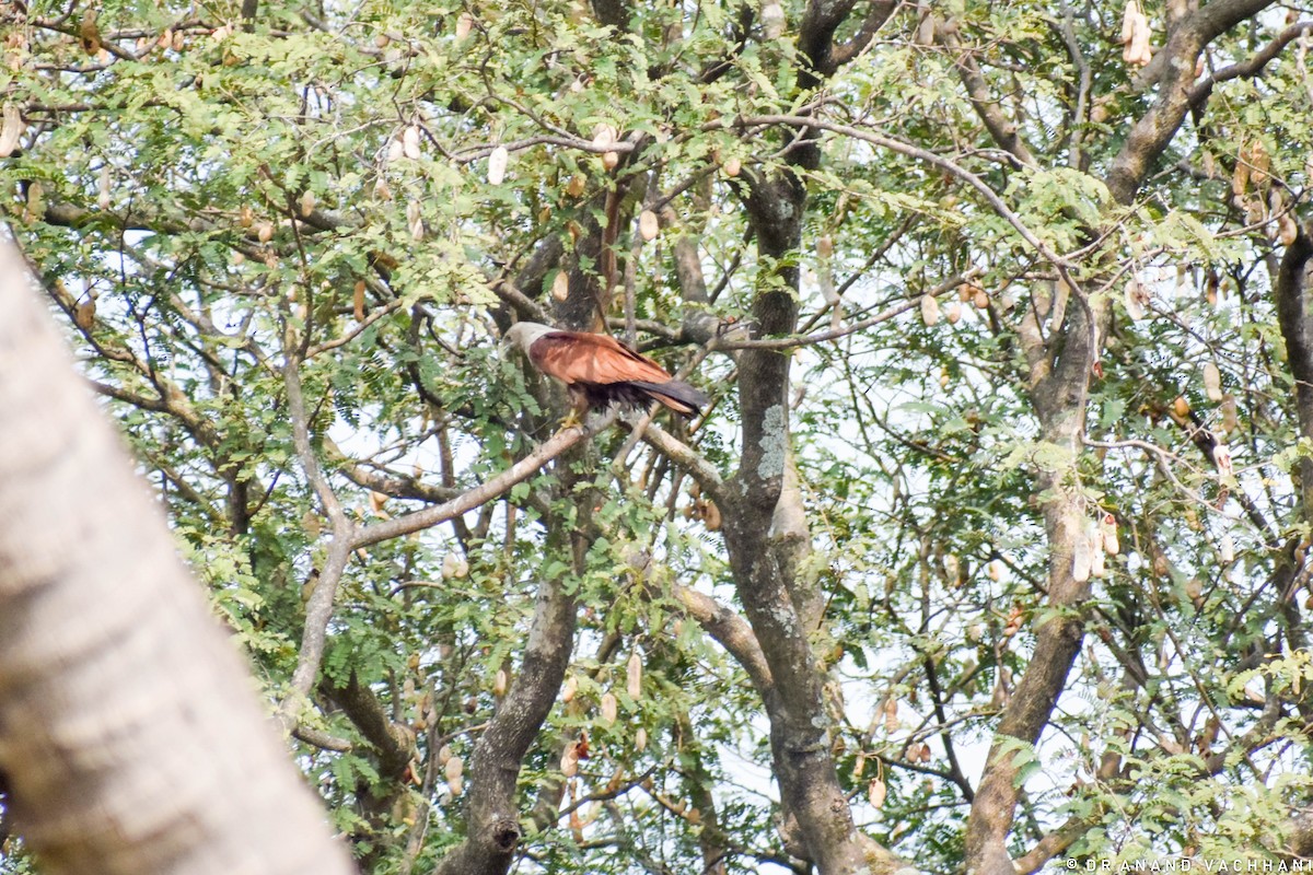 Brahminy Kite - ML620294544