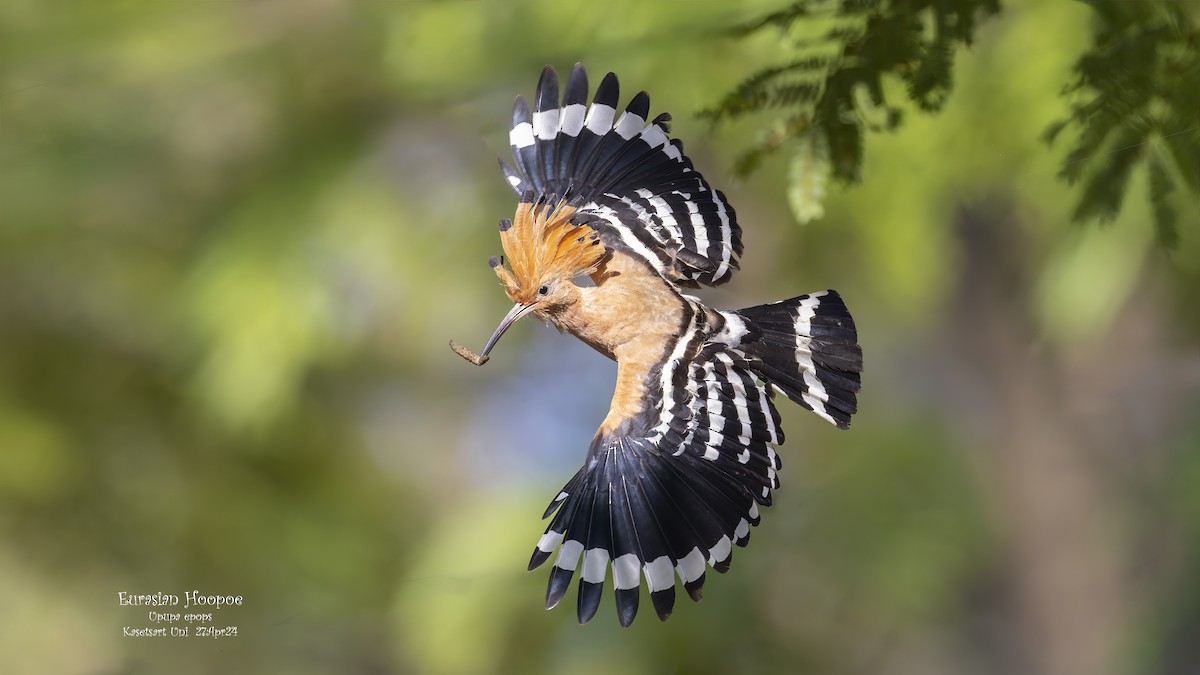 Eurasian Hoopoe - ML620294551