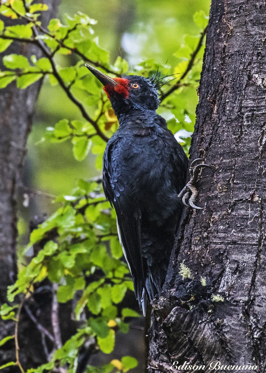 Magellanic Woodpecker - ML620294554