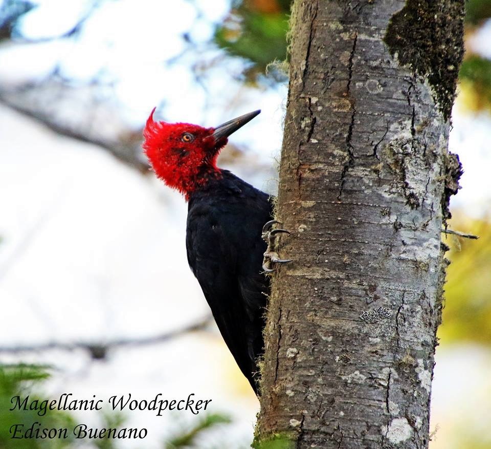 Magellanic Woodpecker - Edison Buenano