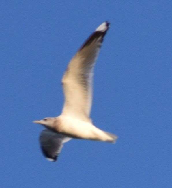 Short-billed Gull - ML620294566